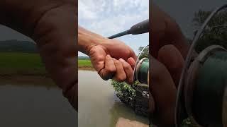 Fishing with live bait  Goa|India #fishing #goanangler #goanfishing #goan__angler