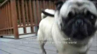 spotlight™ mascot - the world's coolest one-eyed pug