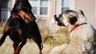 Doberman vs. Kangal