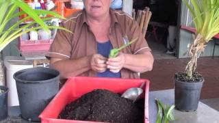 Growing Pandan in Pots