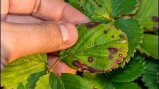 8 Most Common Strawberry Foliar Diseases: How To Identify, Prevent & Treat