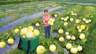 Harvesting Yellow Melon Go to countryside market sell - Take care of ducks || Free Bushcraft