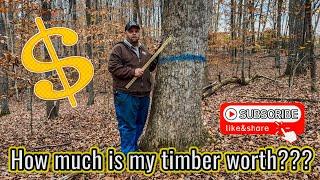 How MUCH is my TIMBER actually WORTH??? MULE LOGGING #169