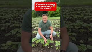 #агро #агротехнологии #сільськегосподарство #podcast #farming #agriculture #agro
