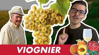 Cépage Sorcier #7 : Le Viognier