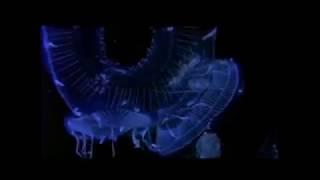 「fluence」- ｈｙｄｒａｔｉｏｎ (Music Video)