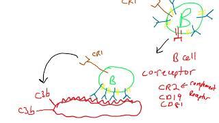 B cell co-receptor