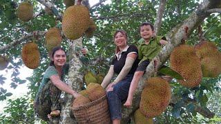 Harvesting, tough jackfruit, selling at market, farm life, SURVIVAL ALONE