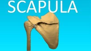 Shoulder blade Or Scapula Anatomy - Bones #3