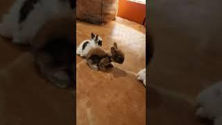 Bunny Diary Day 236. chilling  #rabbit #rabbitvlog  #rabbitnyc #bunnynyc #兔 #うさぎ #Bunny  #rabbit