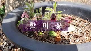  Hepburn's garden        할 미 꽃   꽃말 ㅡ 슬픈 추억, 충성 ㅡ  통영 민화작가의 뜨락