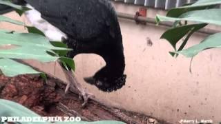 Philadelphia Zoo Gertie Gives Herself a Pedicure