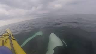 Orcas Swim Under Kayaks - San Juan Islands Kayaking