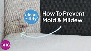 How to Kill Mold and Mildew | Clean & Tidy | Better Homes & Gardens