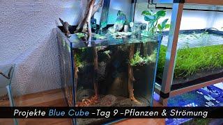 Projekt Blue Cube Tag 9  -Weitere Pflanzen und mehr Strömung; die Entwicklung #aquaristik