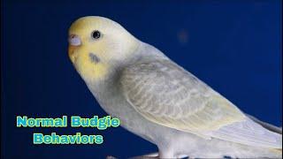 Normal Budgie Behaviors