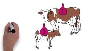 Livestock Herd Management using Ear Tags