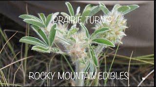 #1 Survival  Plant of the Great Plains: Prairie Turnip (Part 1)