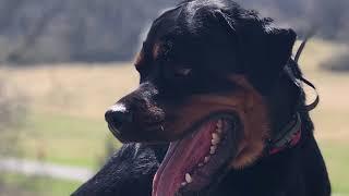 Allentown Dog Trainers |||  OLK9 Training Lehigh Valley ||| 2 yr old Rottweiler, Koa