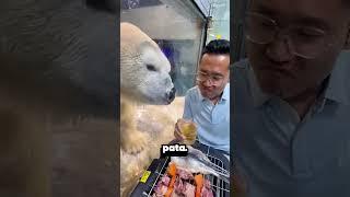This Polar Bear Is Hungry