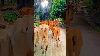 #sapi #viralvideo #viralshorts #angonsapi #sapigemuk #sapilucu