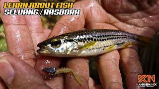 LEARN ABOUT FISH: IKAN SELUANG - RASBORA