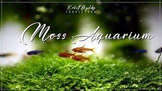 Planted Aquarium - Moss Aquascape