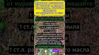 Муравьи исчезают на глазах и уходят навсегда. Рабочее средство от муравьев и тли