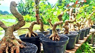 REVIEW HARGA BONSAI TEPI SAWAH COCOK UNTUK PEMULA