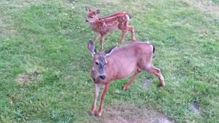 Mother Deer and Fawn　母鹿と小鹿