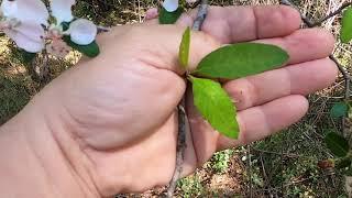 Malus angustifolia