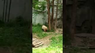 Brown panda Qi Zai is climbing the tree 18/6/2017