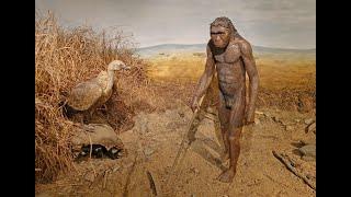 Prehistory and Evolution of Humans  Early Homo - Genviel History 1