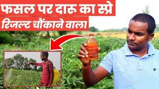 फसल पर किया देशी दारू का स्प्रे  आया चौंकाने वाला रिजल्ट What happens if we spray alcohol on plant