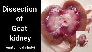 Dissection of Goat Kidney |Anatomical Study