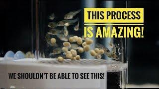 A BEAUTIFUL PROCESS! | From Cichlid EGGS to Cichlid FISH in 24 days!