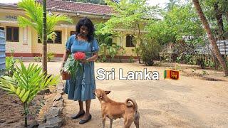 A Day of Tropical Island Life in Sri Lanka