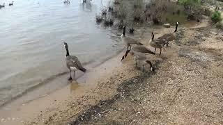 Canadian Geese at Paris Landing State Park in Tennessee