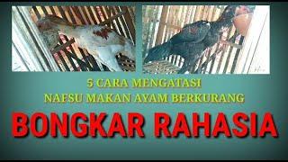 cara mengatasi ayam kurang nafsu makan | rawatan ayam