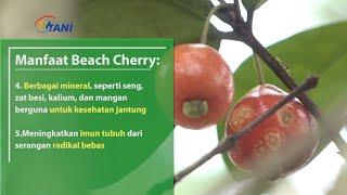 Agropedia - Beach Cherry Obat Awet Muda Dan Cegah Kanker