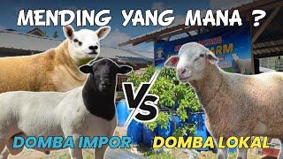 mending mana ternak domba impor atau domba lokal super???