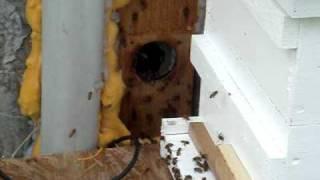 Bees robbing honey out of a block wall after a trap out