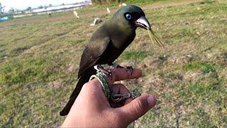 Menjinakkan burung eksotis SEOT