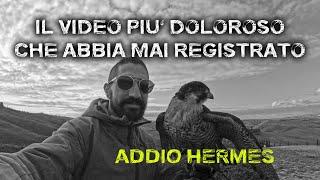 Il video più DOLOROSO che abbia mai fatto | RIP Hermes ti voglio bene 