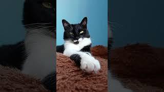 обожаю когда приходишь на работу..#мурка#котик#юмор#шортс#2025 .