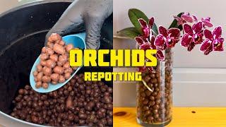 Orchids Repotting to CLAY PEBBLES #orchids #thegreenearth #plants