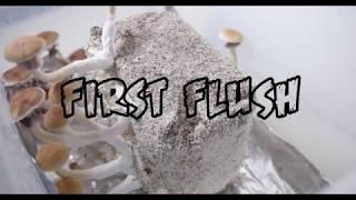 Mushroom Growing Process From Spores | Grow Mushrooms FAST and EASY! | No Experience Needed