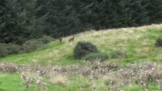 two roe deers stewartshill abernethy scotland