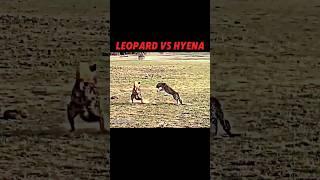 Leopard vs hyena #trending #leopard #hyena #animals #wildlife #youtubeshorts #shorts #viralvideo