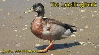 The laughing duck - met a laughing duck in the wild , and rare to seen !